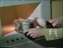 Coffee, Chicken Sandwich, and Tribbles